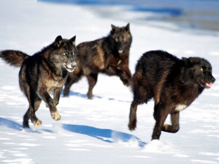 manada de lobos