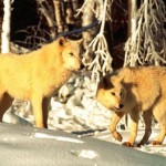 lobos articos