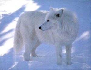 lobo artico (2)