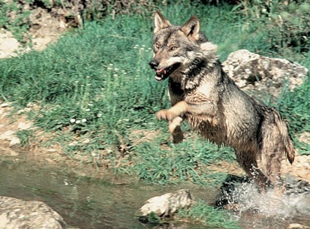 El lobo ibérico en España » LOBOPEDIA